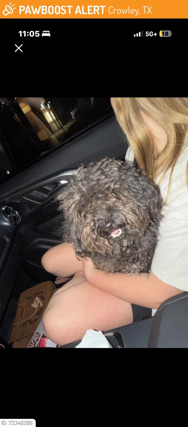 Found/Stray Female Dog last seen Crowley South fork, Crowley, TX 76036