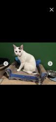 Lost Male Cat last seen Rosales Ave, Murrieta, CA 92563