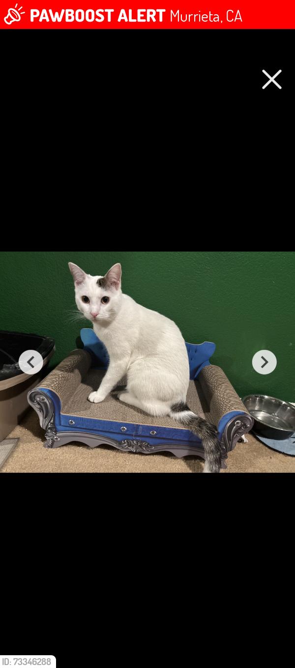 Lost Male Cat last seen Rosales Ave, Murrieta, CA 92563