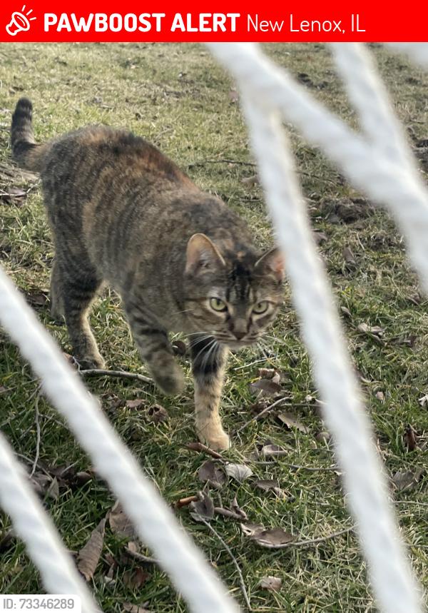 Lost Female Cat last seen wood st and elm, New Lenox, IL 60451