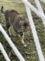 Lost Female Cat last seen wood st and elm, New Lenox, IL 60451