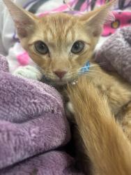 Shelter Stray Male Cat last seen , 14409 Vanowen St, Van Nuys, CA 91405, USA