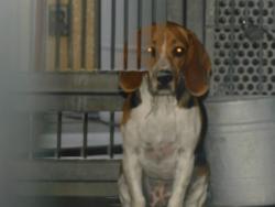 Shelter Stray Unknown Dog last seen , West Valley Animal Shelter, 20655 Plummer St, Chatsworth, CA 91311, USA