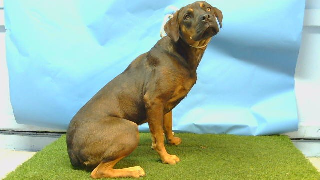 Shelter Stray Female Dog last seen , 216 W Victoria St, Gardena, CA 90248, USA