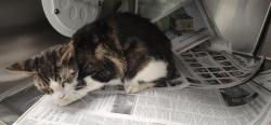 Shelter Stray Unknown Cat last seen , 11361 W Pico Blvd, Los Angeles, CA 90064, USA