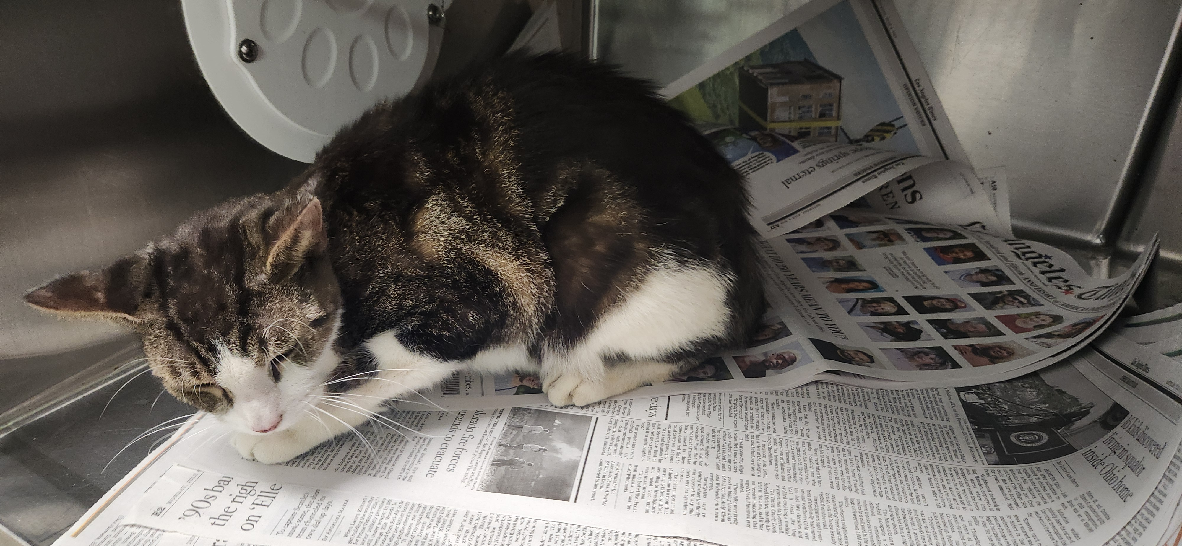 Shelter Stray Unknown Cat last seen , 11361 W Pico Blvd, Los Angeles, CA 90064, USA