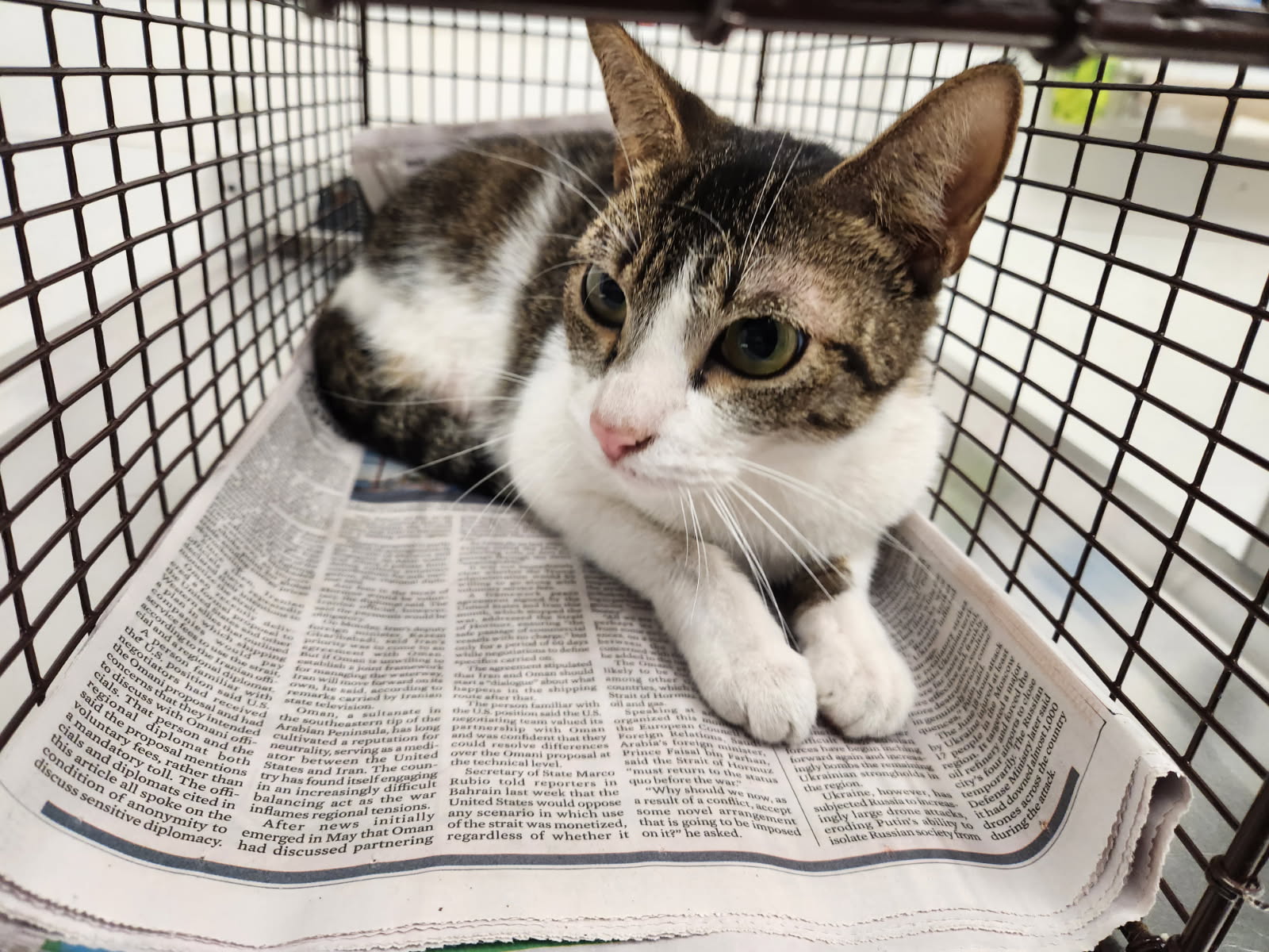 Shelter Stray Unknown Cat last seen , 11361 W Pico Blvd, Los Angeles, CA 90064, USA