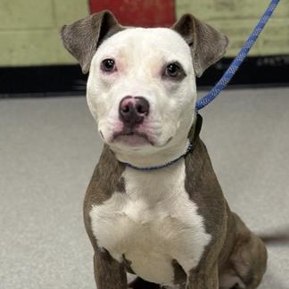 Shelter Stray Female Dog last seen Near, 2600 S Harding St, Indianapolis, IN 46221, USA