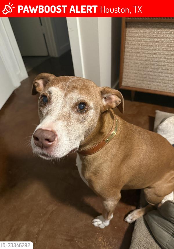 Lost Female Dog last seen White oak, Houston, TX 77007