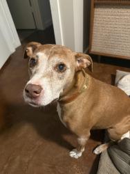 Lost Female Dog last seen White oak, Houston, TX 77007