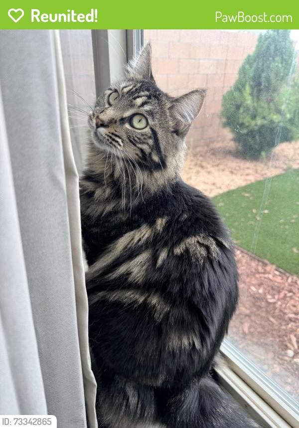 Reunited Male Cat last seen Westside Blvd and Los Diamantes Dr, Rio Rancho, NM 87124