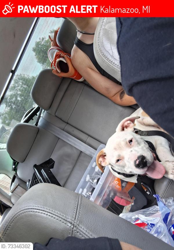 Lost Male Dog last seen Crosstown and mills, Kalamazoo, MI 49007