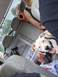 Lost Male Dog last seen Crosstown and mills, Kalamazoo, MI 49007