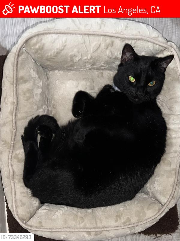 Lost Male Cat last seen Near Malabar St., Los Angeles 90033, Los Angeles, CA 90033