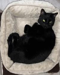 Lost Male Cat last seen Near Malabar St., Los Angeles 90033, Los Angeles, CA 90033