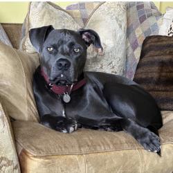 Lost Male Dog last seen Mulholland Highway and Kanan Dume Road, Los Angeles County, CA 90265