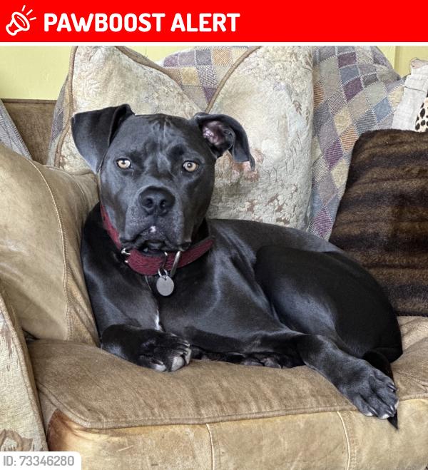 Lost Male Dog last seen Mulholland Highway and Kanan Dume Road, Los Angeles County, CA 90265