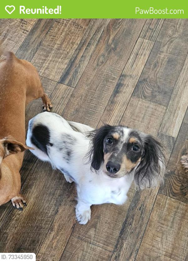 Reunited Female Dog last seen Broadway, Escondido, CA 92026