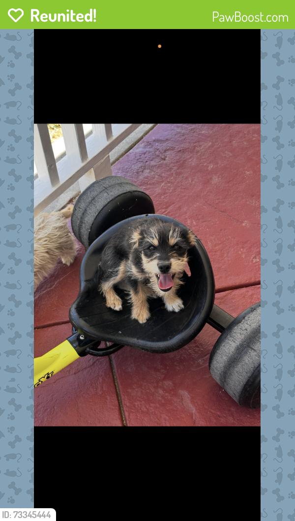 Reunited Male Dog last seen Near Bertillion St Palmdale, CA 93552 United States, Palmdale, CA 93552