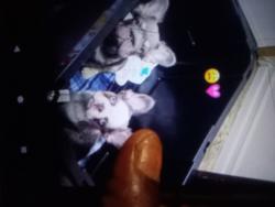 Found/Stray Male Dog last seen 143rd auora ave n 98133, Seattle, WA 98103