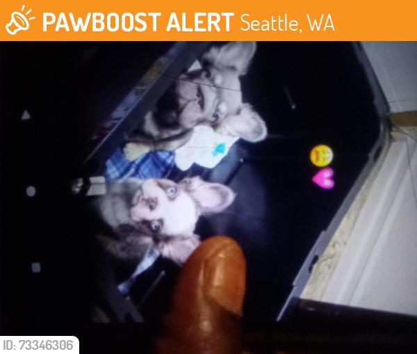 Found/Stray Male Dog last seen 143rd auora ave n 98133, Seattle, WA 98103