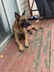 Lost Male Dog last seen Rocky Mountain ct, Nashville, TN 37013
