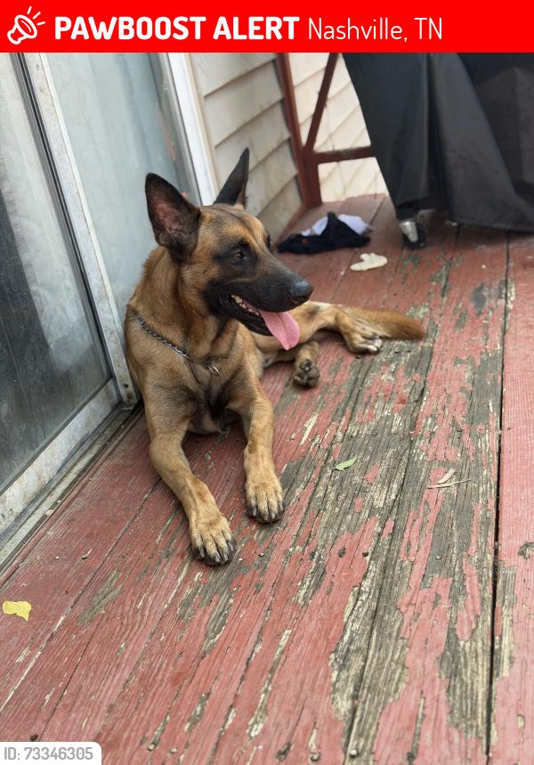 Lost Male Dog last seen Rocky Mountain ct, Nashville, TN 37013