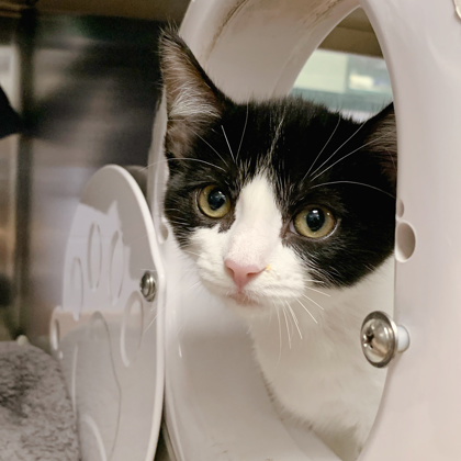 Shelter Stray Female Cat last seen Near E Broadway, Madison 16, City of, WI, 5132 Voges Rd, Madison, WI 53718, USA