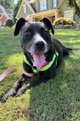 Shelter Stray Female Dog last seen Near Hanover Woods Rd Lithonia, GA 30058, 30058, GA, 3280 Chamblee Dunwoody Rd, Chamblee, GA 30341, USA