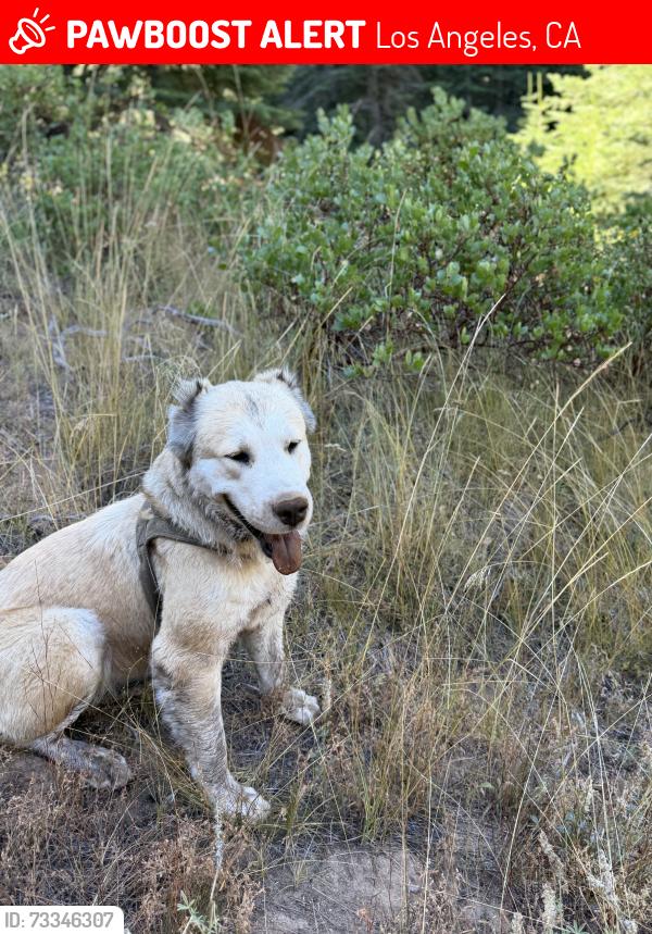 Lost Female Dog last seen Honour, Los Angeles, CA 91342
