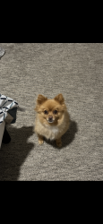 Reunited Male Dog last seen NE 72nd Way, Vancouver, WA 98682