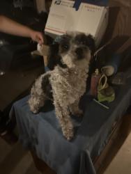 Found/Stray Female Dog last seen Silver creek rd Bakersfield, Bakersfield, CA 93313