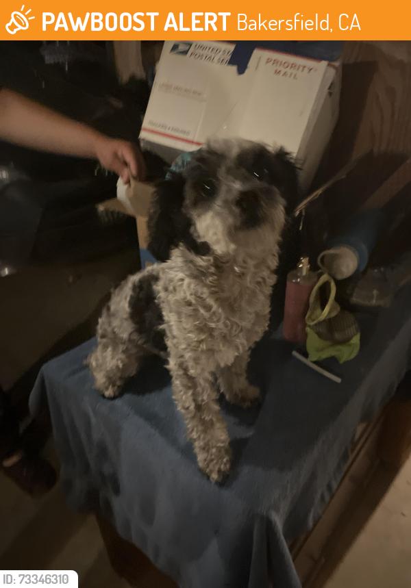 Found/Stray Female Dog last seen Silver creek rd Bakersfield, Bakersfield, CA 93313