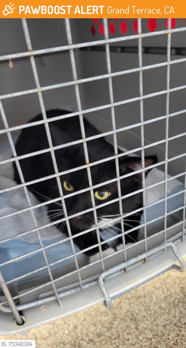 Found/Stray Male Cat last seen Van Buren and Mt Vernon, Grand Terrace, CA 92313