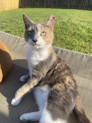 Lost Female Cat last seen 121st and 129th (S Olive) in Stonehorse, Broken Arrow, OK 74011