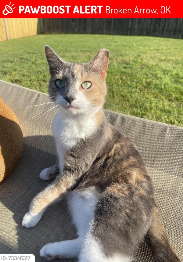 Lost Female Cat last seen 121st and 129th (S Olive) in Stonehorse, Broken Arrow, OK 74011