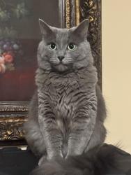 Lost Female Cat last seen Near Walton blvd Pontiac MI, Pontiac, MI 48340