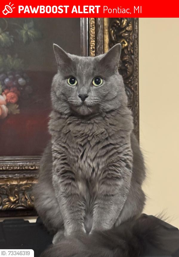 Lost Female Cat last seen Near Walton blvd Pontiac MI, Pontiac, MI 48340