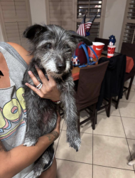 Reunited Male Dog last seen Spanish Point Dr. and John Hayes, El Paso, TX 79938