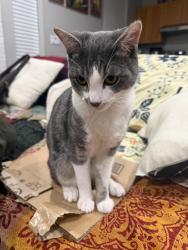 Lost Male Cat last seen Near blake street, Berkeley, CA 94703