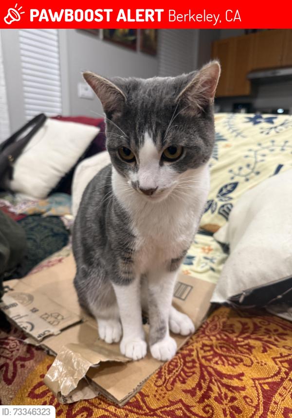 Lost Male Cat last seen Near blake street, Berkeley, CA 94703