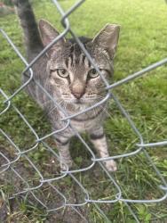 Found/Stray Unknown Cat last seen Picketville area, Jacksonville, FL 32219