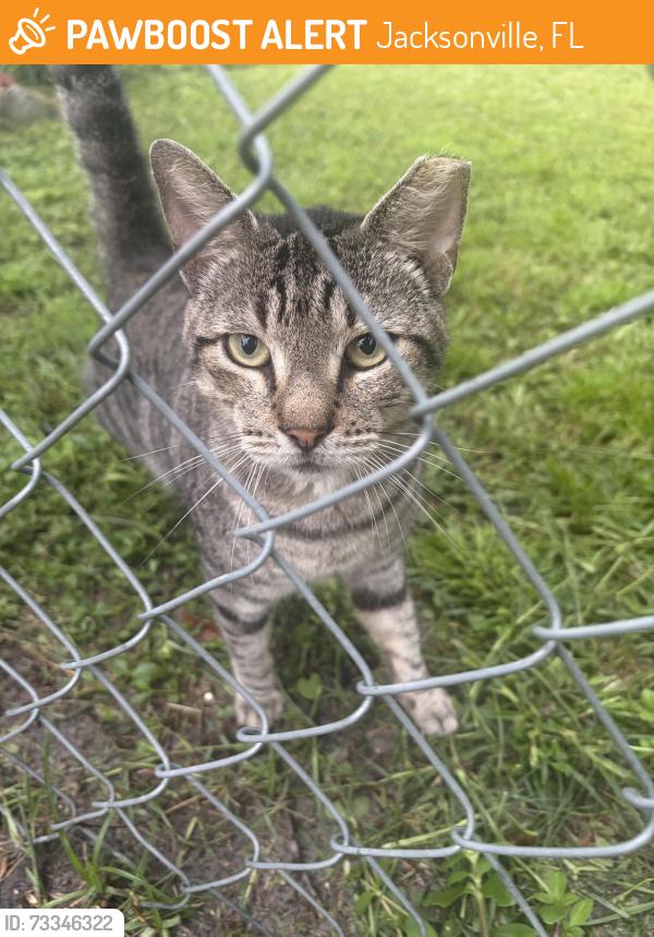 Found/Stray Unknown Cat last seen Picketville area, Jacksonville, FL 32219