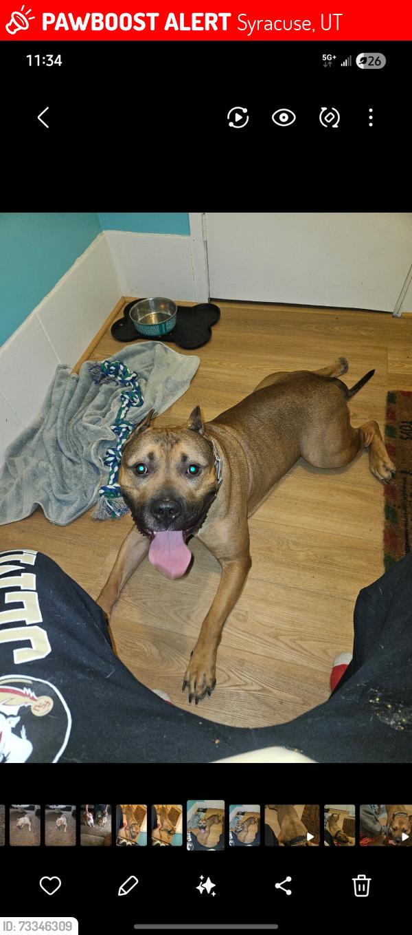 Lost Male Dog last seen Near s 1000 w syracuse, Syracuse, UT 84075