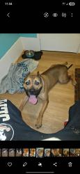 Lost Male Dog last seen Near s 1000 w syracuse, Syracuse, UT 84075