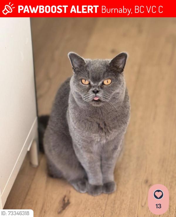 Lost Female Cat last seen Gamma and Pandora, Burnaby, BC V5C 2C4