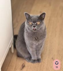 Lost Female Cat last seen Gamma and Pandora, Burnaby, BC V5C 2C4