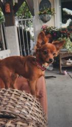 Lost Female Dog last seen Bishop & Standard, Santa Ana, CA 92701