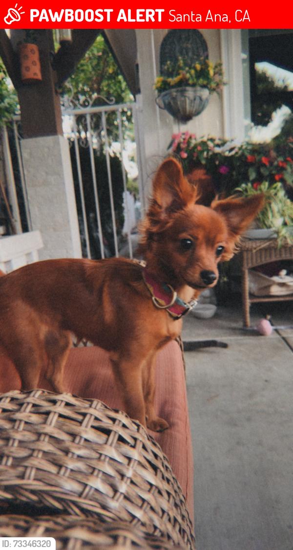 Lost Female Dog last seen Bishop & Standard, Santa Ana, CA 92701
