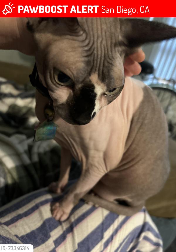 Lost Female Cat last seen Los Angeles, San Diego, CA 92101